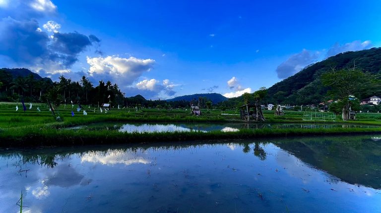 View of rice paddy field in Candidasa, Bali