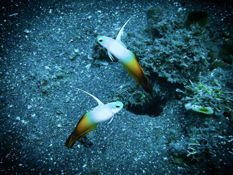 Alt Text: Pair of fire dartfish (Nemateleotris magnifica) photographed while diving in Candidasa, Bali