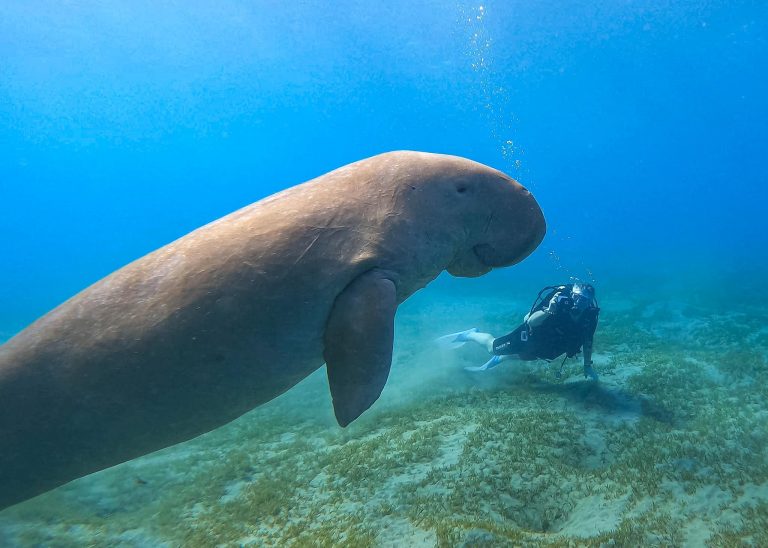 A Dugong, or sea cow, swimming up as a diver photographs in the background at Marsa Alam.