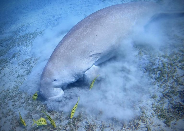 A Dugong, or sea cow, feeding on seagrass in Marsa Alam.