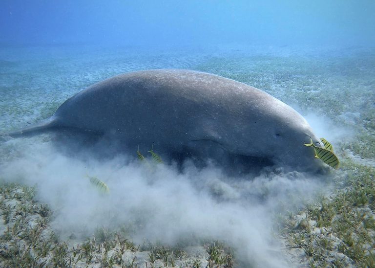 A Dugong feeding peacefully on a seagrass meadow in Marsa Alam.