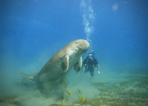 Dugong rising towards the surface with Underwater Parker in the background, Marsa Alam, Egypt