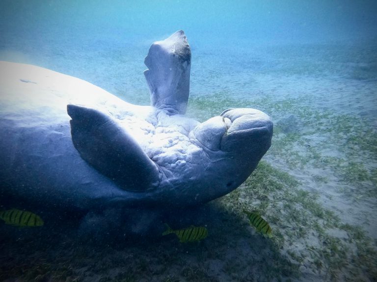 Dugong rubbing its back along the seagrass in Marsa Alam, Egypt