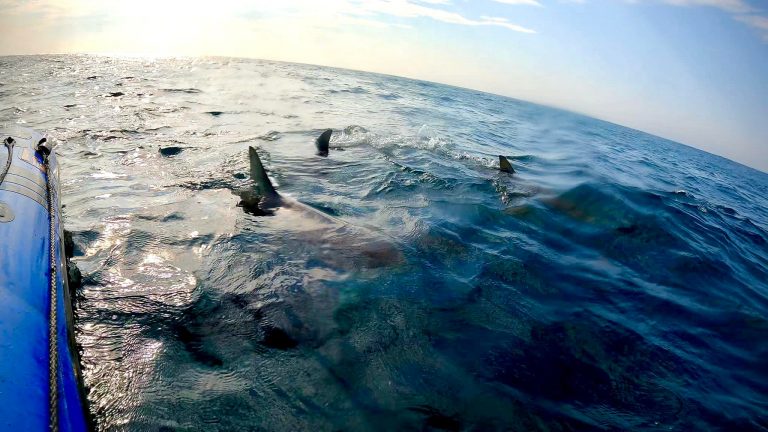 Aliwal Shoal South Africa