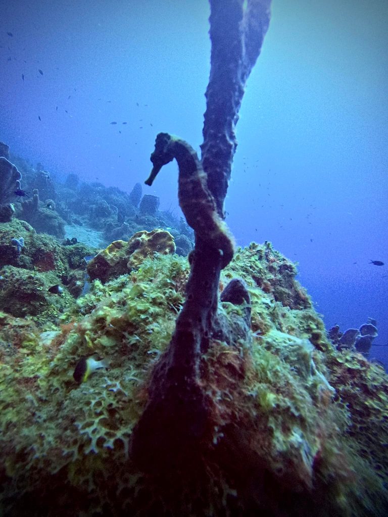 DCIM100GOPROGOPR0051.JPG
