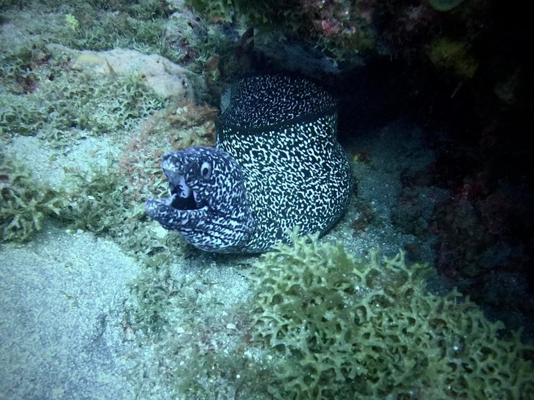 DCIM100GOPROGOPR0081.JPG