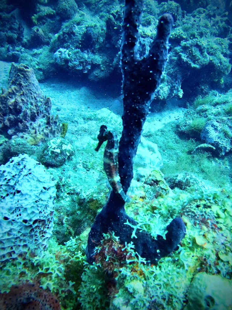 DCIM100GOPROGOPR2171.JPG