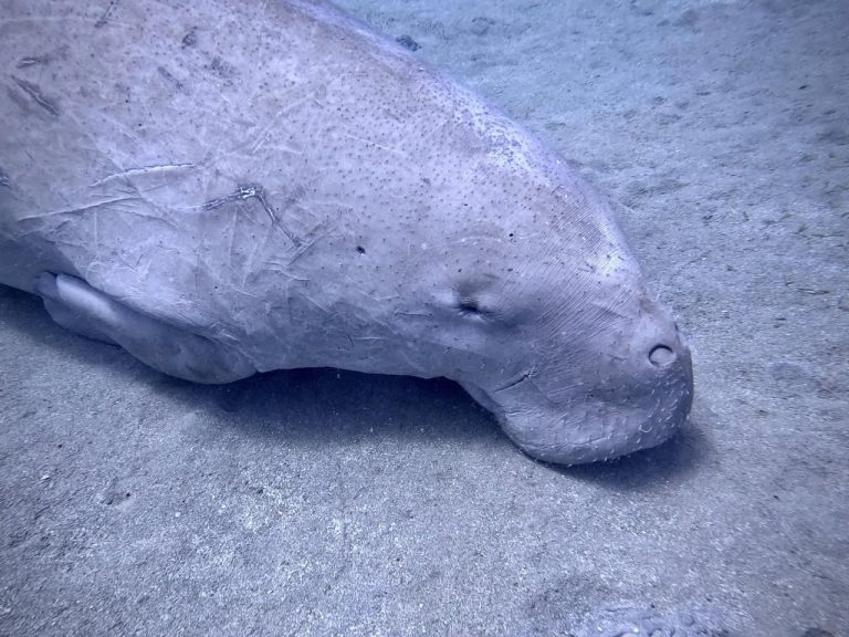 Dugong resting on the sandy seabed in Marsa Alam, Egypt