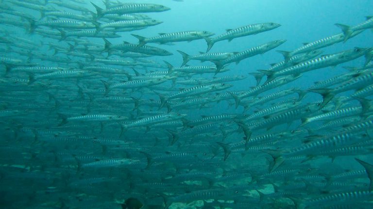 461343377_10161274373576281_7325777517306110201_n