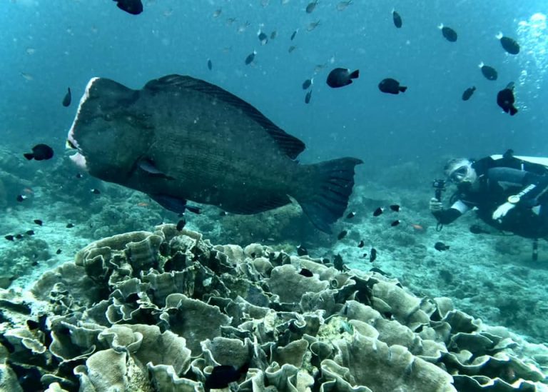 A bumphead parrotfish (Bolbometopon muricatum) side-on with a diver filming in the background at Sipadan Island, Malaysia.