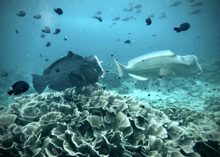 A male and female bumphead parrotfish (Bolbometopon muricatum) side by side while diving at Sipadan Island, Malaysia.