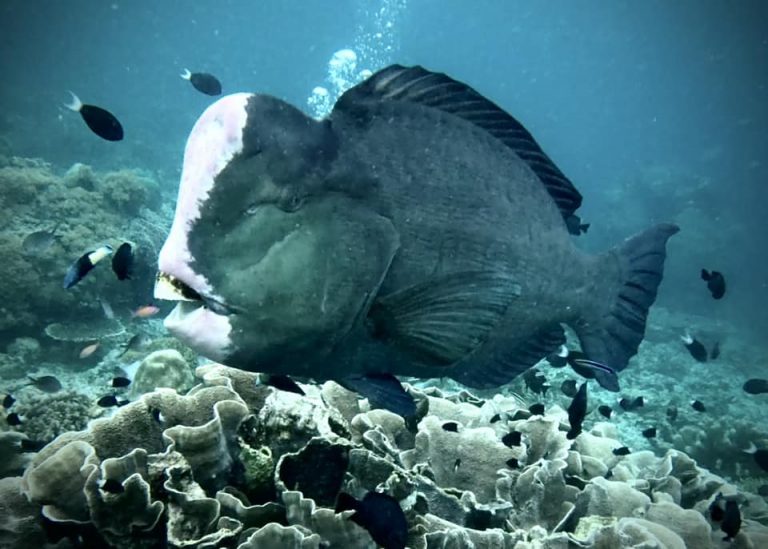 A bumphead parrotfish (Bolbometopon muricatum) photographed side-on while diving at Sipadan Island, Malaysia.