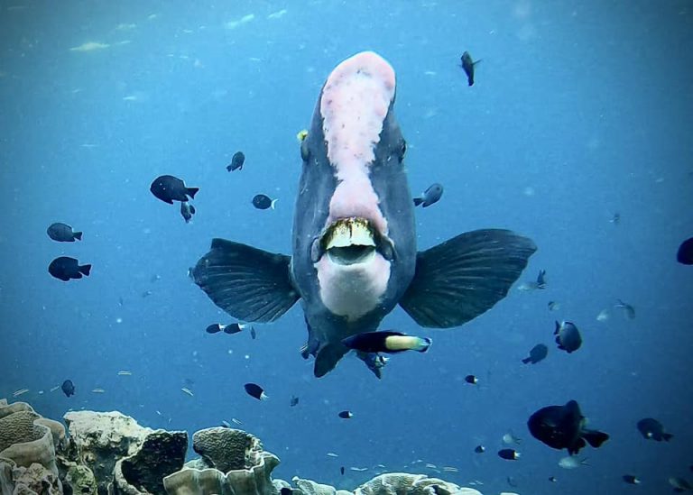 A bumphead parrotfish (Bolbometopon muricatum) facing the camera while diving at Sipadan Island, Malaysia.