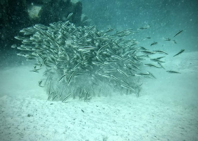 461834747_10161274371171281_2549599510378565669_n