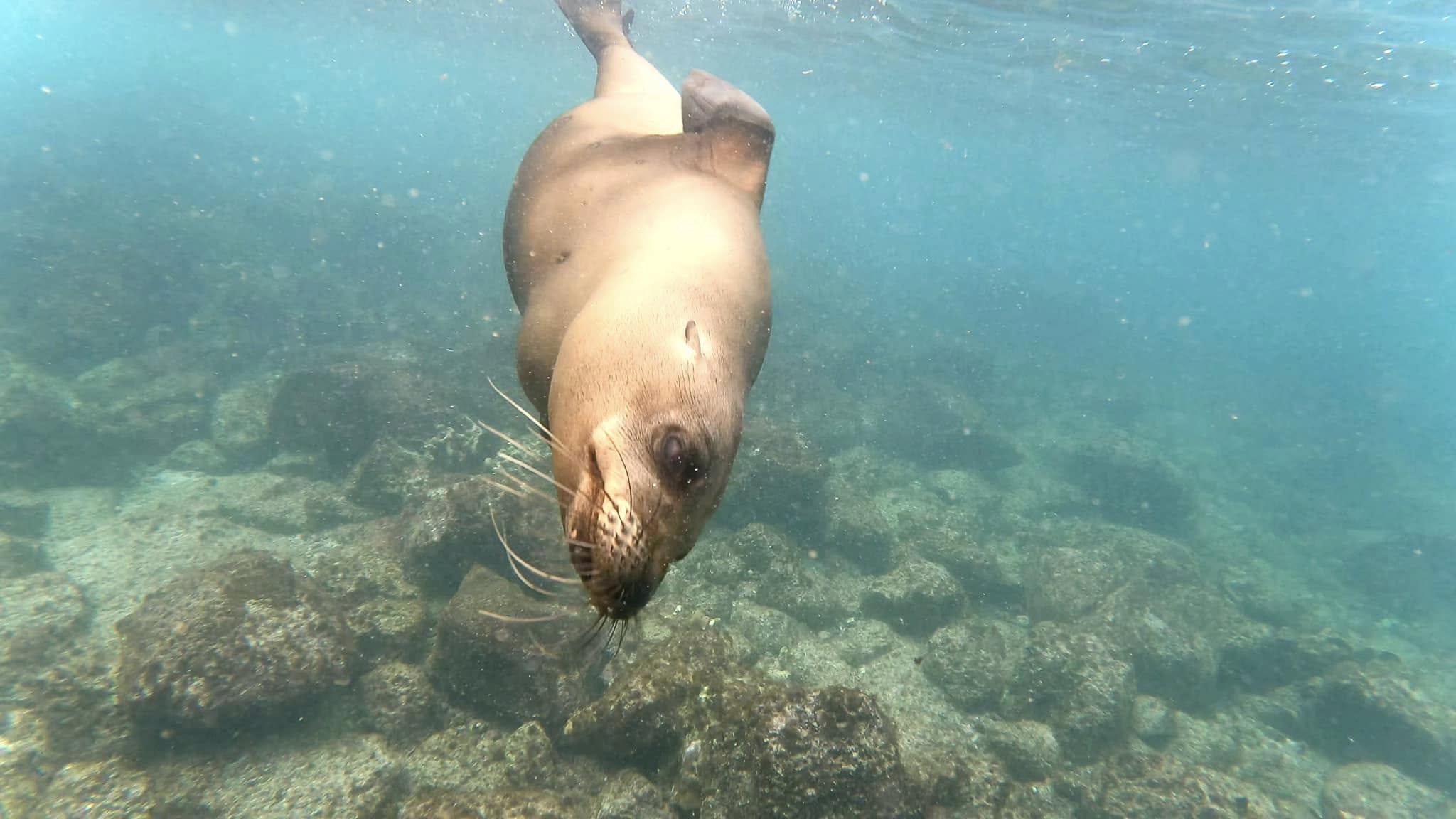 A Galápagos sea lion twisting playfully towards the camera during a dive.