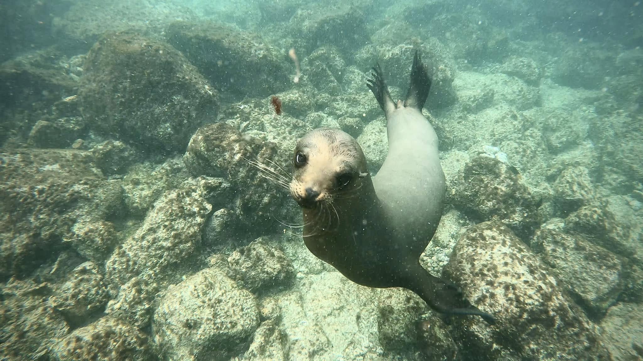 A playful Galápagos sea lion (Zalophus wollebaeki) captured close-up while diving.