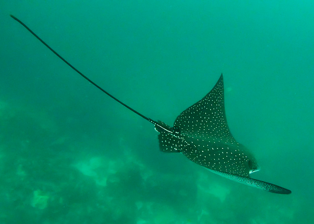 A spotted eagle ray (Aetobatus narinari) with fins raised while diving in the Galápagos Islands.