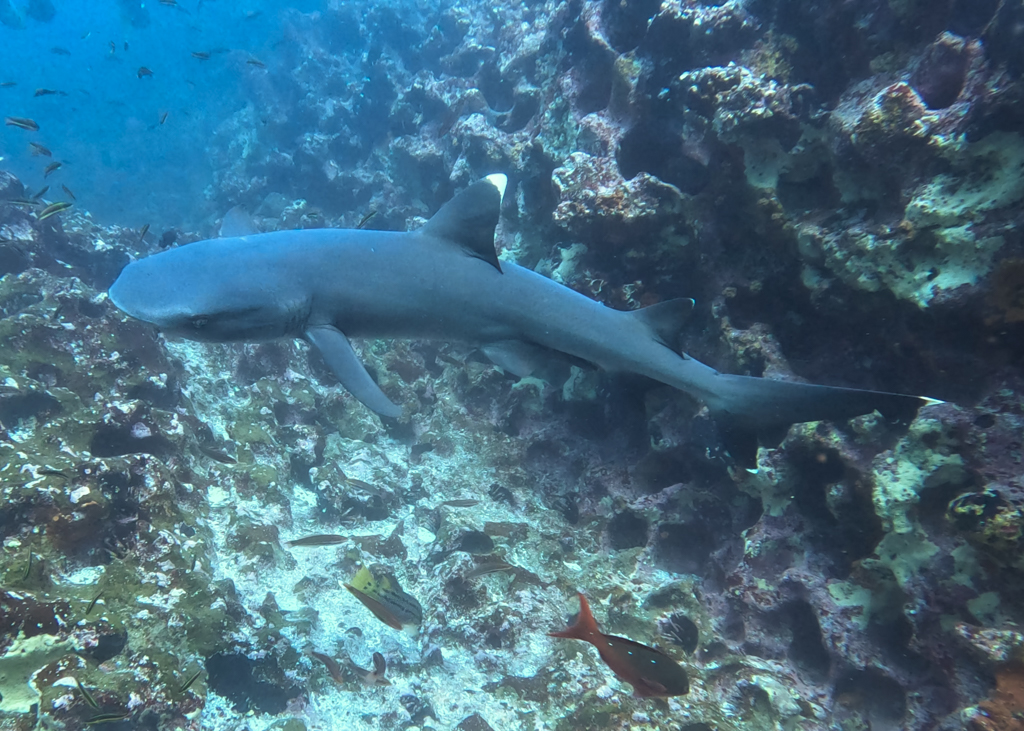 A white tip reef shark (Triaenodon obesus) photographed while diving in the Galápagos Islands.