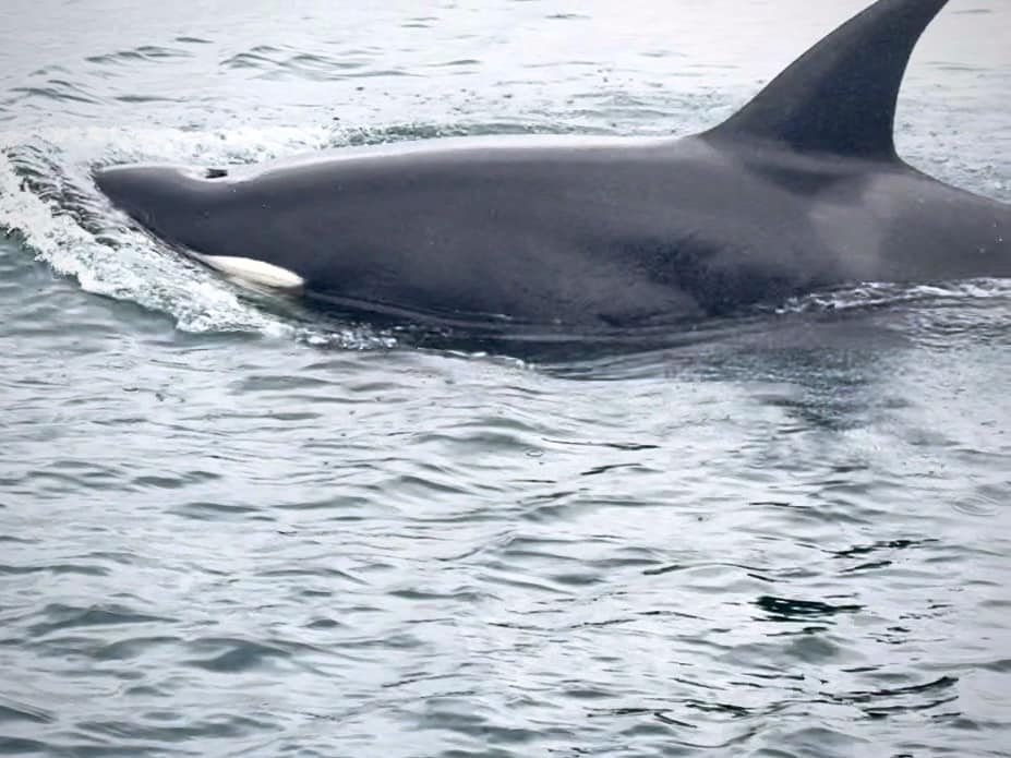An orca (Orcinus orca) surfacing beside a dive boat after diving at Kicker Rock, Galápagos Islands.