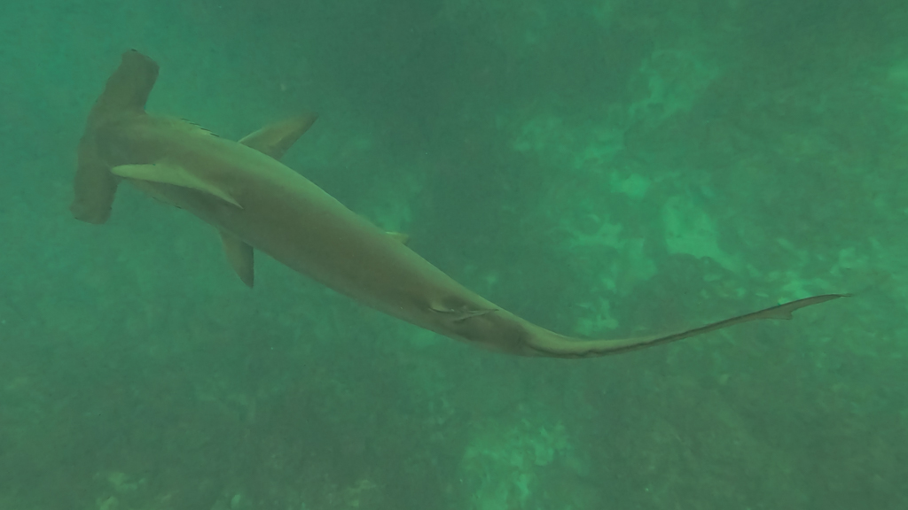 A scalloped hammerhead shark (Sphyrna lewini) swimming below in the Galápagos Islands.