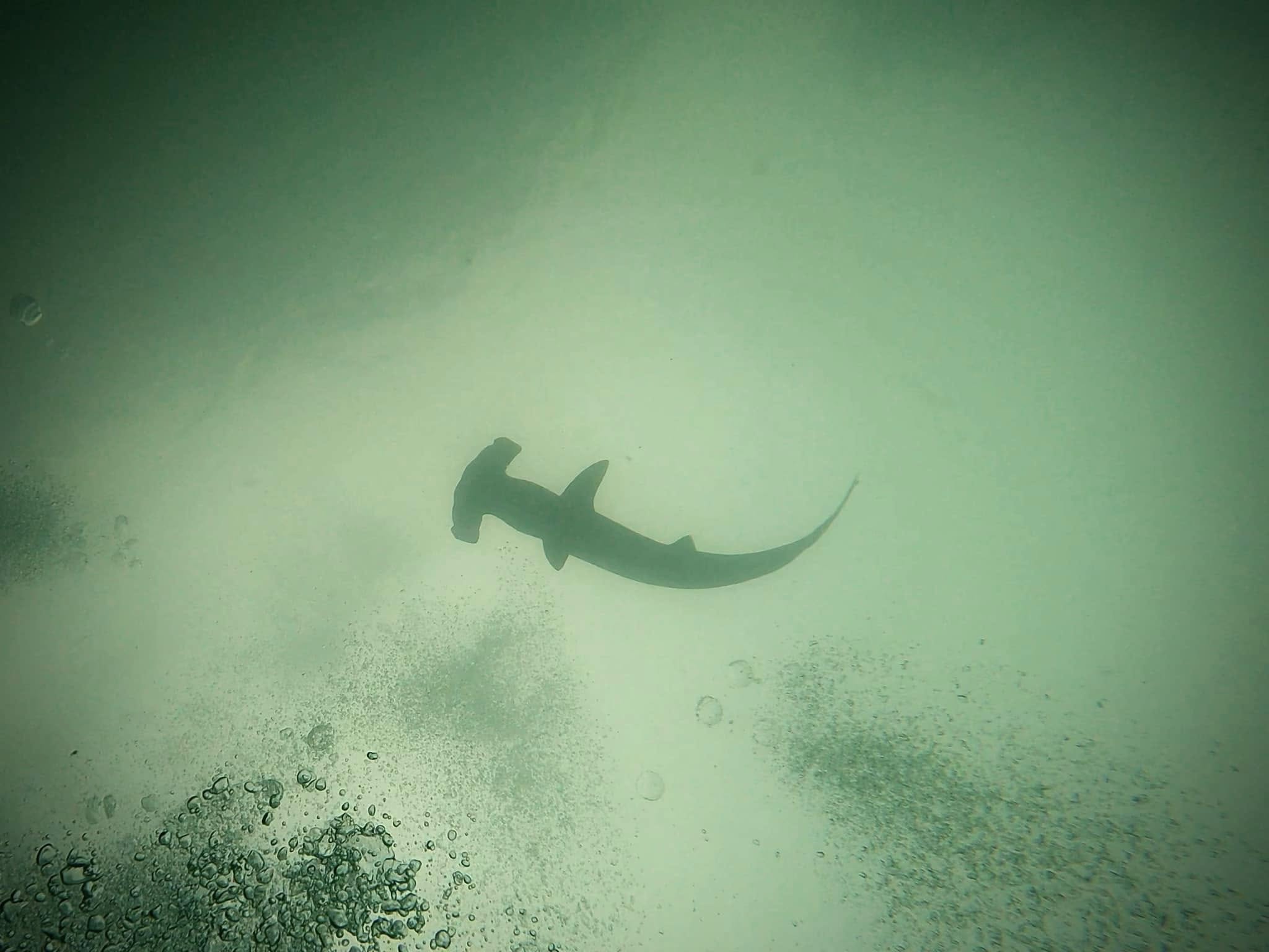 A silhouette of a scalloped hammerhead shark (Sphyrna lewini) swimming above in the Galápagos Islands.
