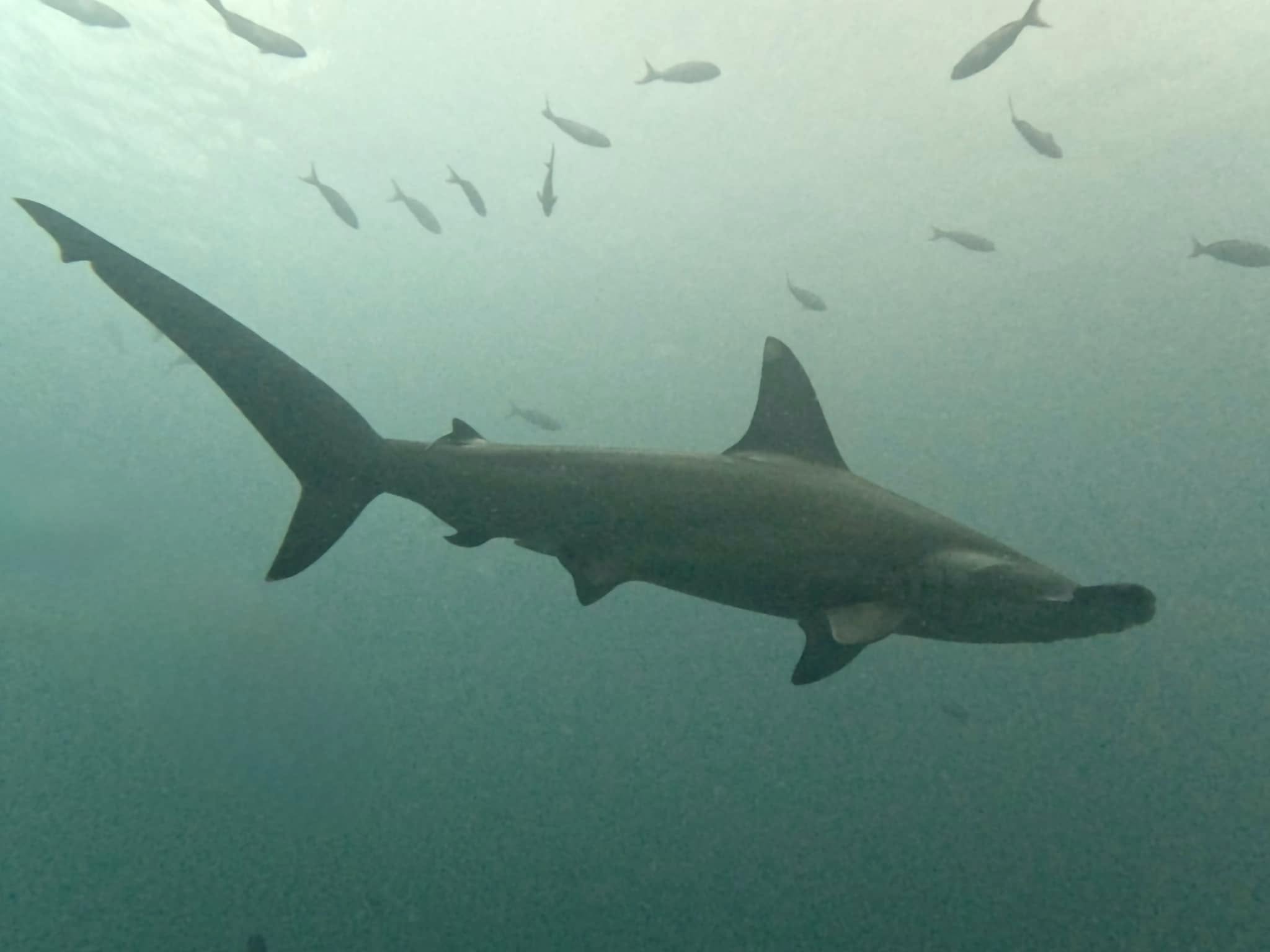 A side profile of a scalloped hammerhead shark (Sphyrna lewini) photographed in the Galápagos Islands.