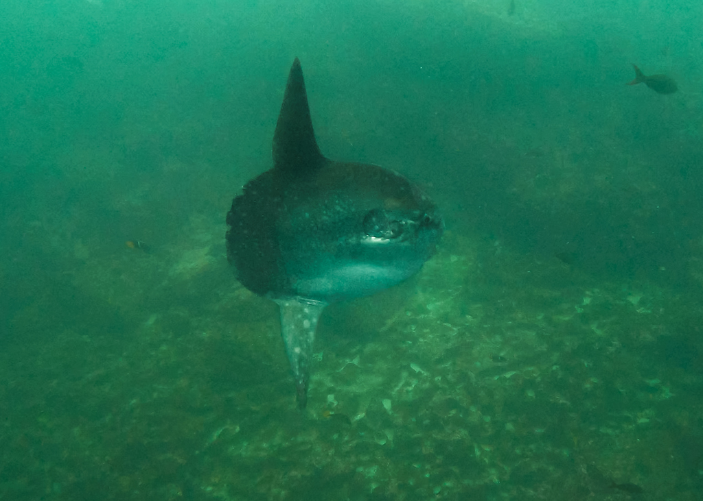 Another photograph of a mola mola (ocean sunfish) at Gordon’s Rocks, Galápagos Islands.