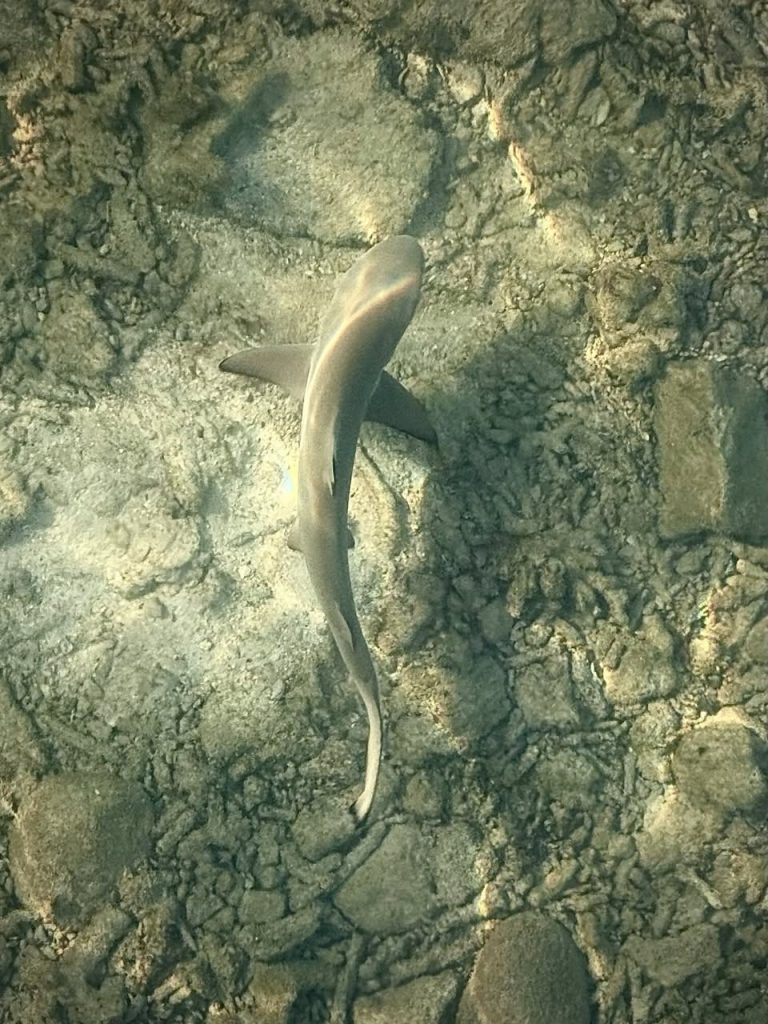 491226119_10162136151836281_8454330777213559191_n