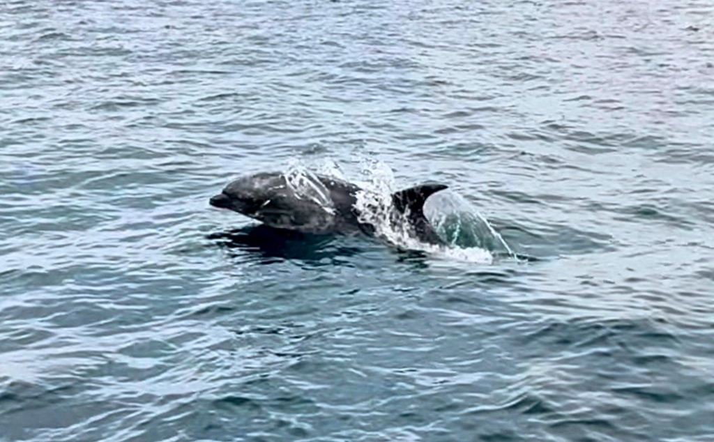 Dolphin surfacing beside a dive boat after diving at Kicker Rock, Galápagos Islands