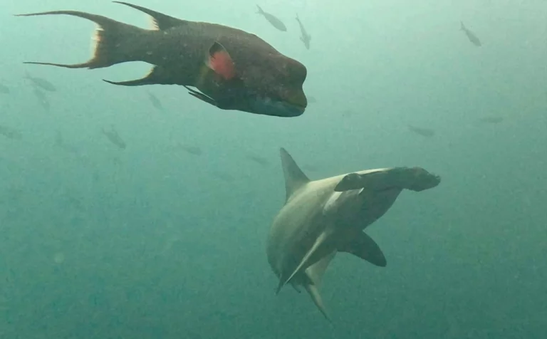 Scalloped hammerhead shark (Sphyrna lewini) photographed while diving in the Galápagos Islands