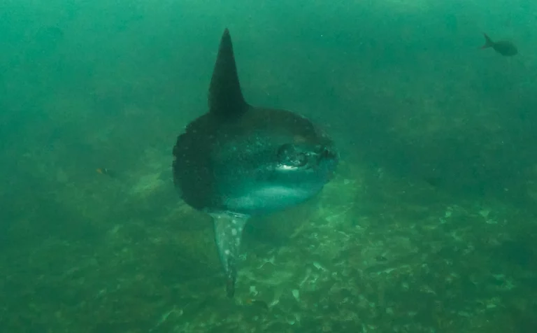 Mola mola (ocean sunfish) photographed while diving at Gordon’s Rocks, Galápagos Islands