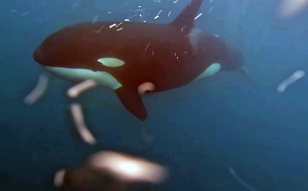 Orca (Orcinus orca) underwater near a dive boat after diving at Kicker Rock, Galápagos Islands
