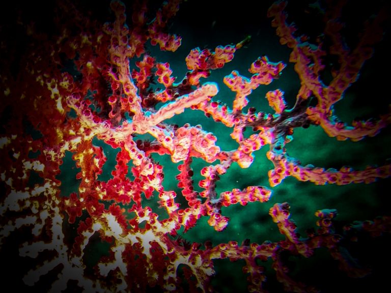 A pygmy seahorse photographed with a GoPro and macro lens at Gato Island, Malapascua, Philippines.