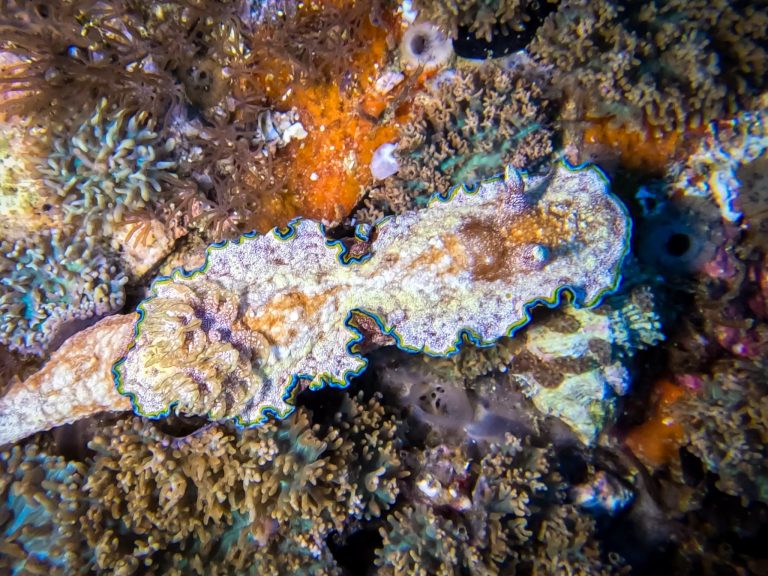 A Glossodoris cincta (Girdled Glossodoris) nudibranch photographed while diving at Gato Island, Malapascua, Philippines.