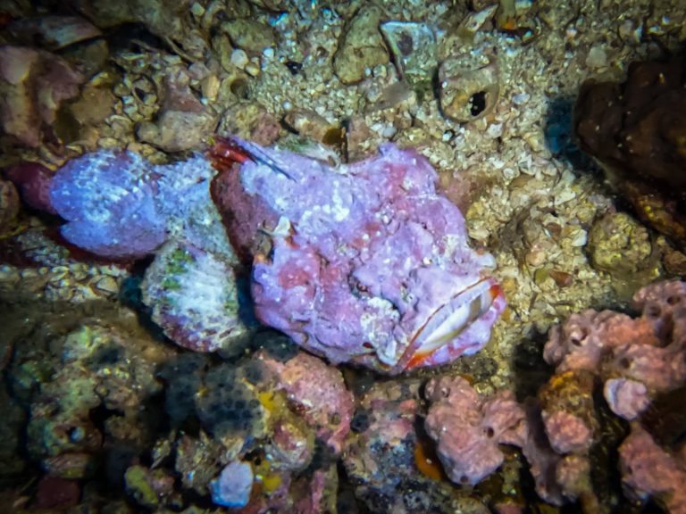 A stonefish photographed while diving at Gato Island, Malapascua, Philippines.