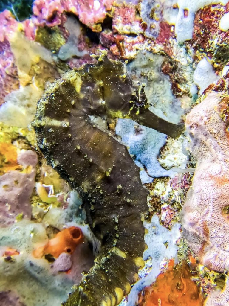 A seahorse photographed while diving at Gato Island, Malapascua, Philippines.
