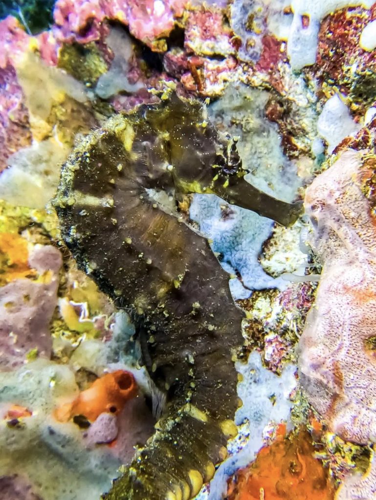 Seahorse photographed while diving at Gato Island, Malapascua, Philippines