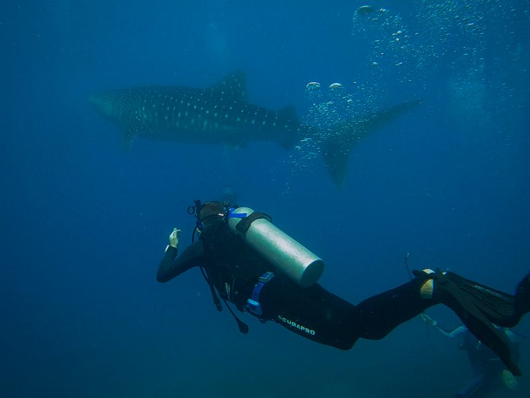 Rick Parker (Underwater Parker) capturing a photo of a whale shark in Oslob, Philippines.