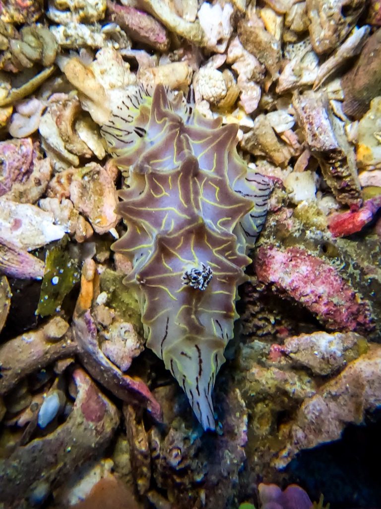 Halgerda species nudibranch photographed at Gato Island, Malapascua, Philippines