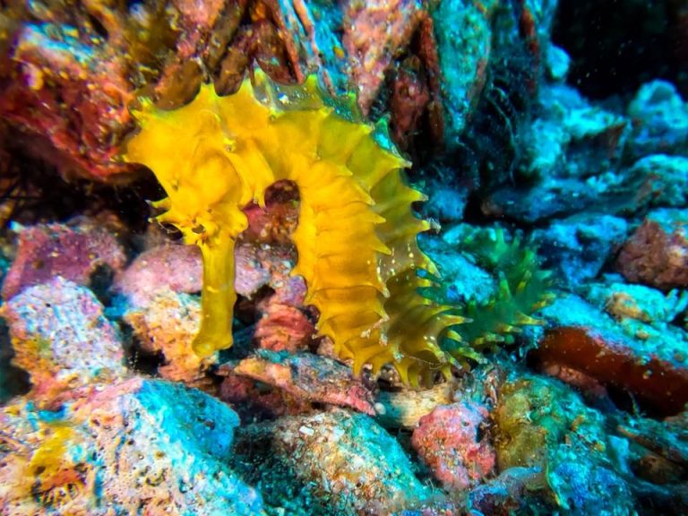 Another photograph of a yellow seahorse at Gato Island, Malapascua, Philippines.
