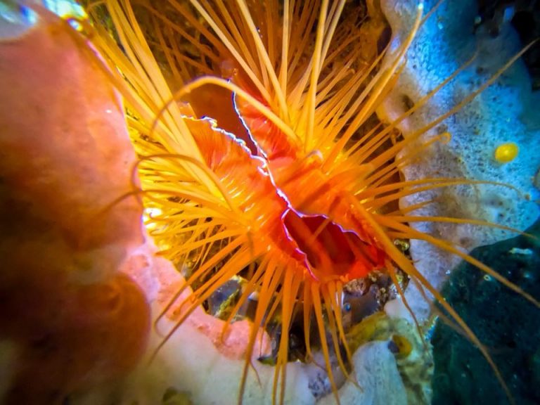 An electric clam (Ctenoides ales) photographed while diving at Gato Island, Malapascua, Philippines.