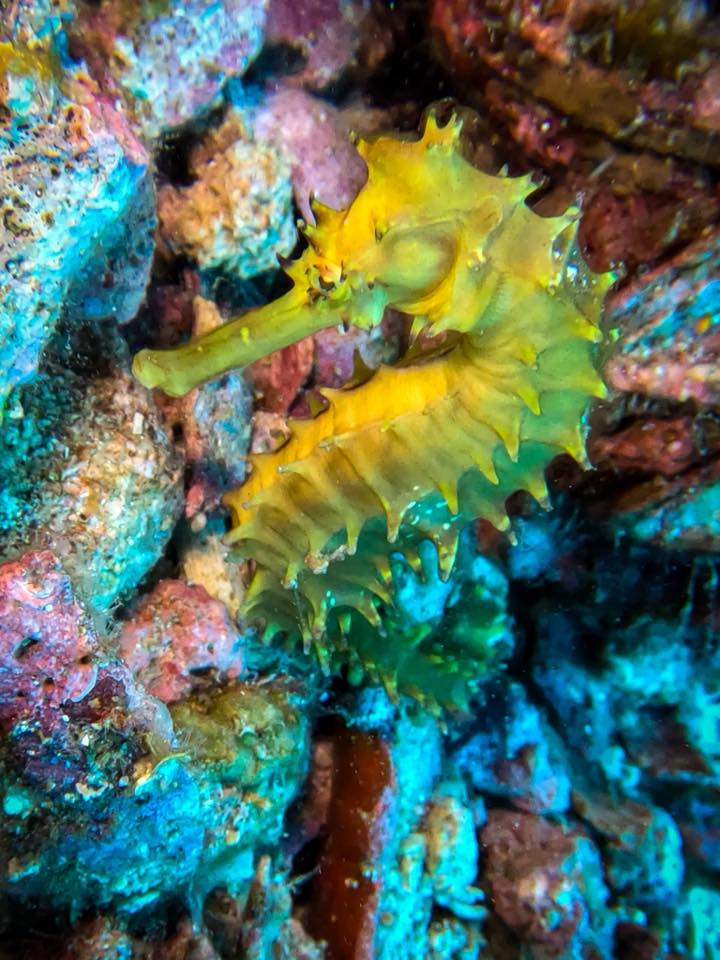 A yellow seahorse photographed while diving at Gato Island, Malapascua, Philippines.