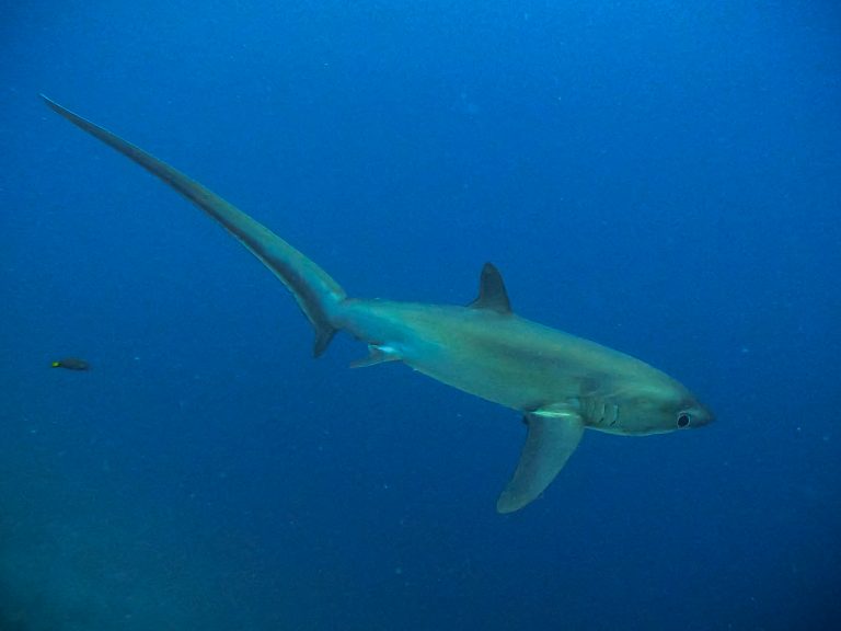 A side-profile of a thresher shark photographed at Kimud Shoal, Malapascua, Philippines.