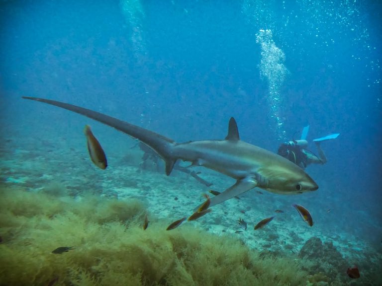 A thresher shark with divers watching in the background at Kimud Shoal, Malapascua, Philippines.