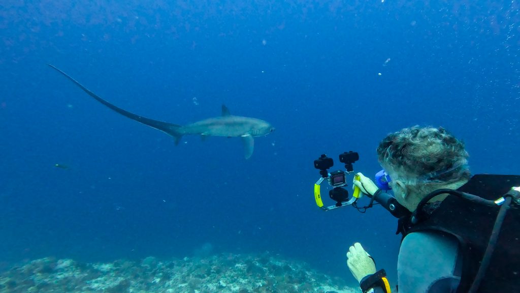 Diver filming a thresher shark (Alopias pelagicus) with a GoPro at Kimud Shoal, Malapascua, Philippines