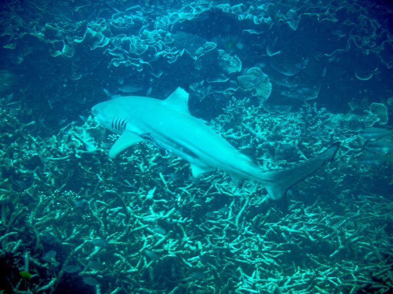 A blacktip reef shark (Carcharhinus melanopterus) swimming near coral at Tioman Island, Malaysia.