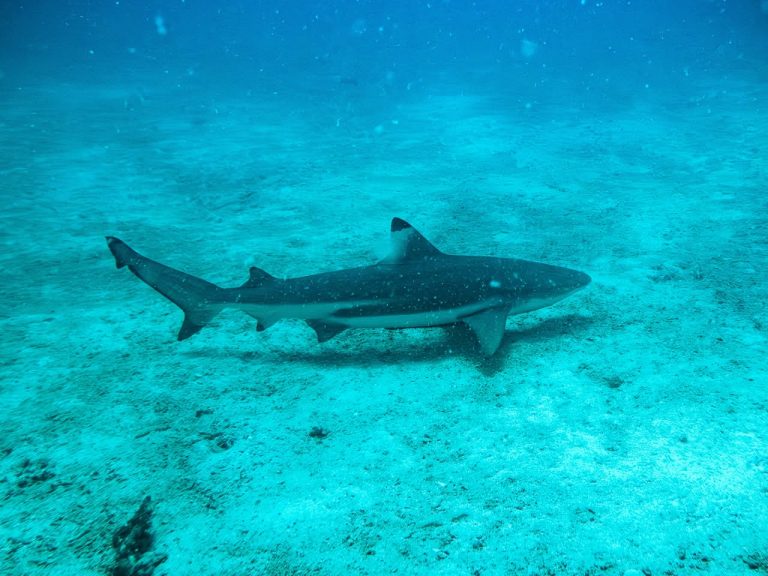 A blacktip reef shark (Carcharhinus melanopterus) swimming along the sandbed at Tioman Island, Malaysia.
