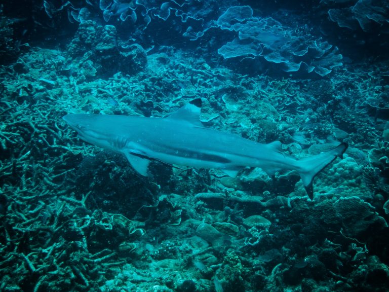 A blacktip reef shark (Carcharhinus melanopterus) photographed while diving at Tioman Island, Malaysia.