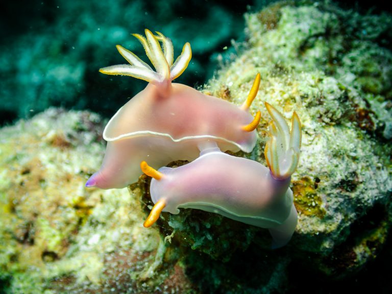 Two Felimida purpurea nudibranchs side by side, captured on a dive.