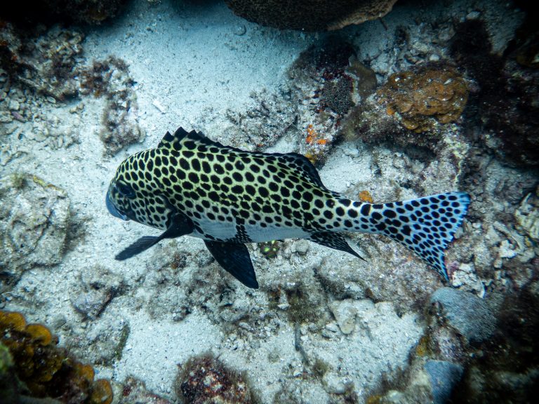 516508115_10162541966211281_7660254986776743157_n